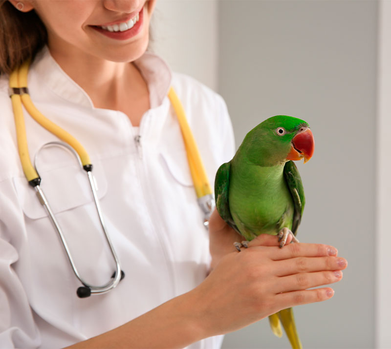 a green bird being examined by a veterinarian