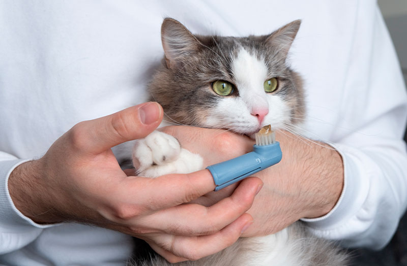 a cat is about to have a teeth cleaning by a veterinarian