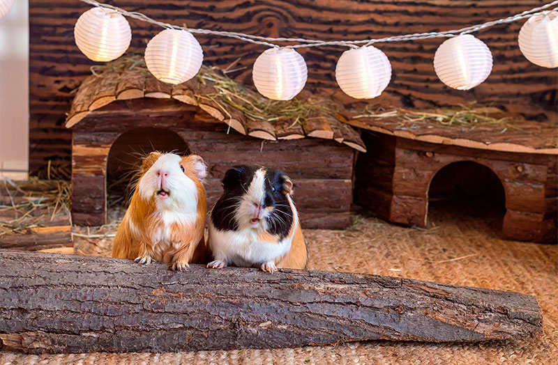 Two brown guinea pigs on their small cute houses