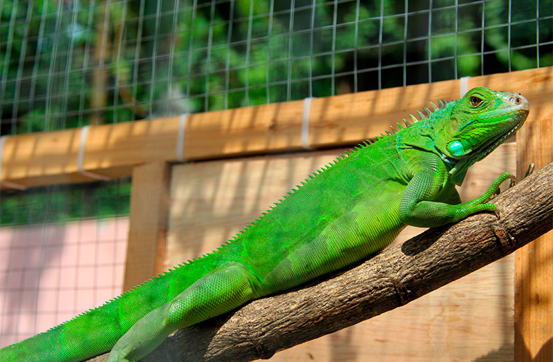 a green iguana lizard on a tree